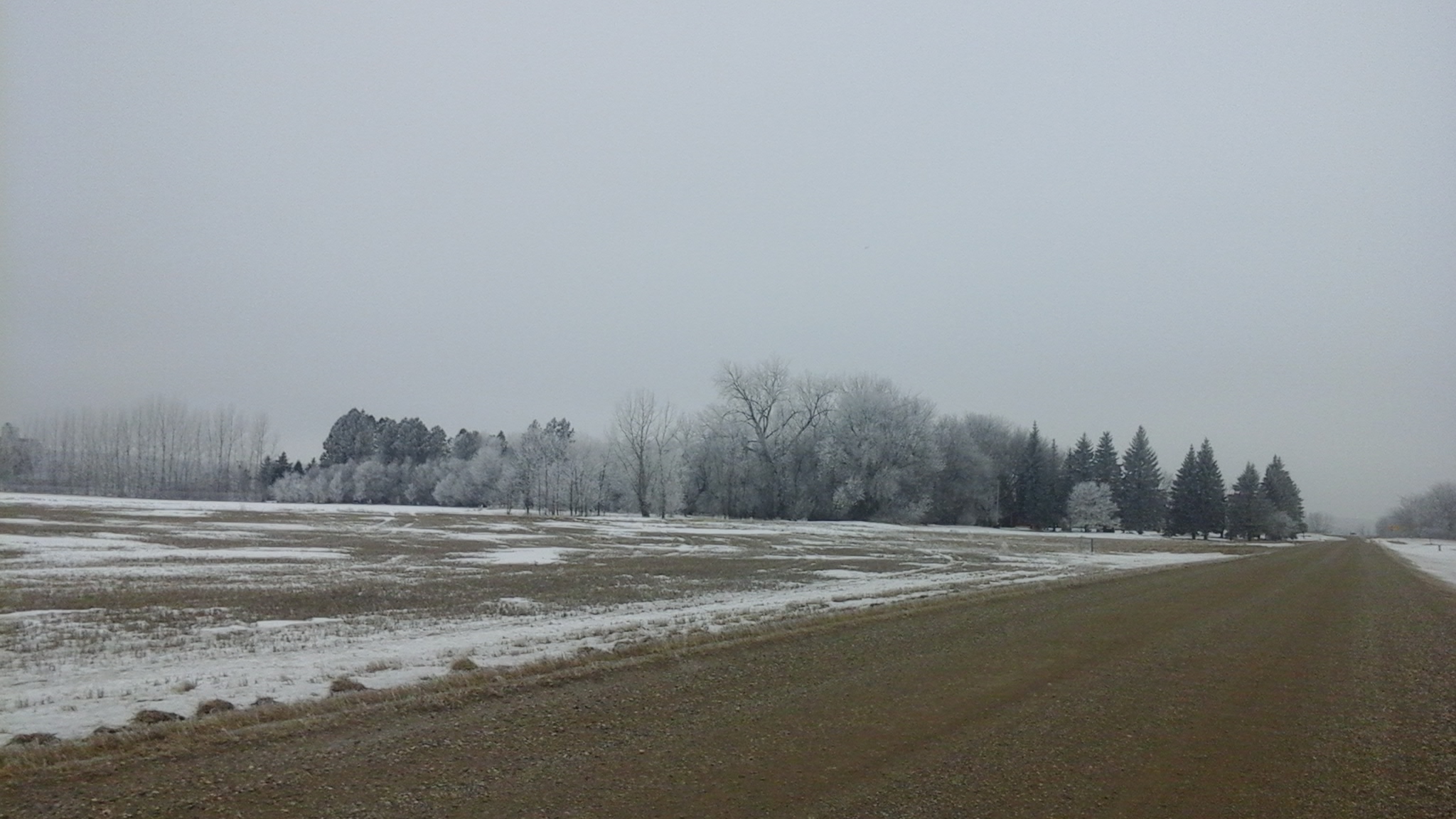 Hoar frost and lack of snow south of Winkler February 1, 2016